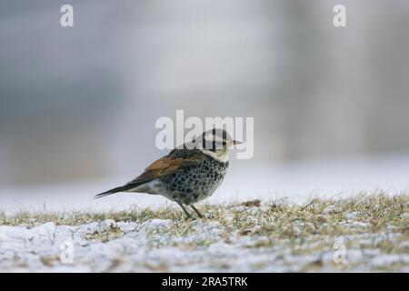 Dusky Thrush, Hokkaido, Japan (Turdus eunomus) (Turdus naumanni eunomus), Side Stockfoto