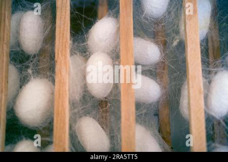 Maulbeermochte, Kokons (Bombyx Mori) Stockfoto