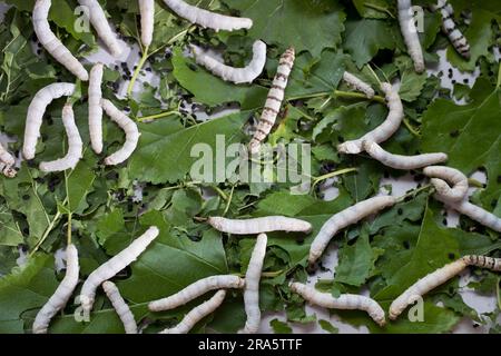 Domestizierte Seidenraupe (Bombyx mori), echte Raupe, Seidenraupe Stockfoto