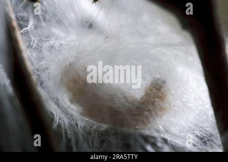 Maulbeerenraupenmoth, Larve spinnender Kokon (Bombyx Mori) Stockfoto