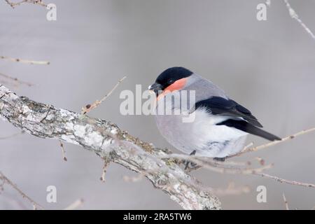 Graubauch-Schwarzfink, männlich, Hokkaido, Japan (Pyrrrhula pyrrhula griseiventris), Finken Stockfoto