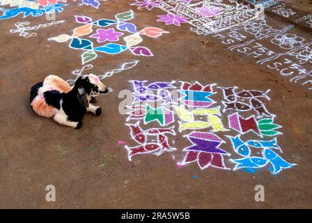 Kolam Rangoli während des Pongal Festivals in Tamil Nadu, Südindien, Indien, Asien Stockfoto