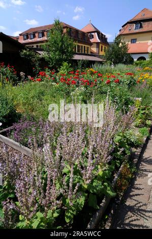 Klostergarten, Salbei, Kloster Fulda, Fula, Hessen (Salvia-Gebiet), Deutschland Stockfoto
