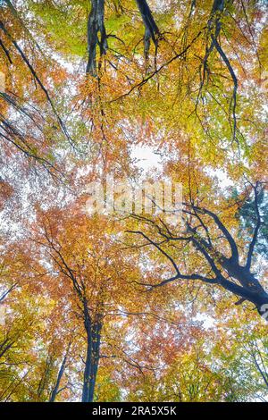 Herbstsonne scheint warm durch die Baumkronen des Buche mit gold Laub, Wurm Blick auf Stockfoto