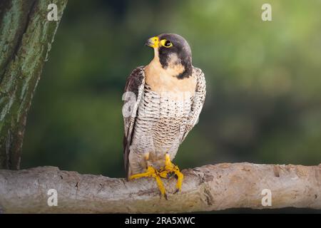 Schaheen-Falke (Falco peregrinus peregrinator) Stockfoto