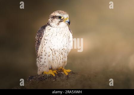 Sakerfalken (Falco Cherrug) Stockfoto