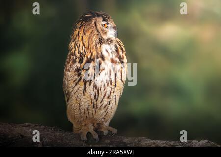 Eurasische Adler-Eule (Bubo Bubo) Stockfoto