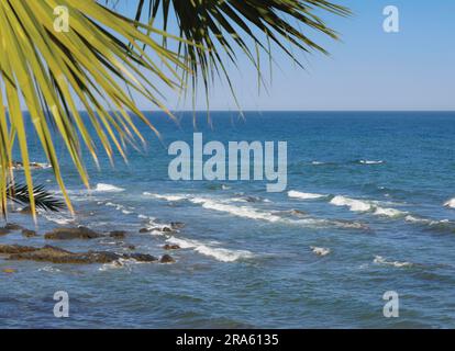 Palmenfronten und Meer. Stockfoto