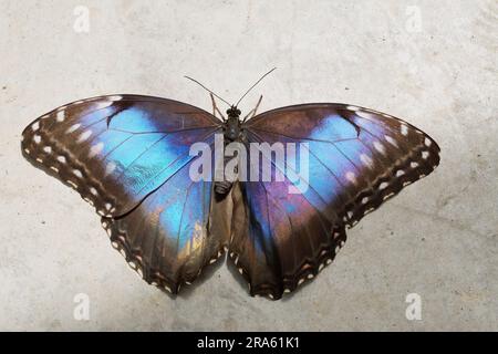 Exemplare von Peleides-blauem Morpho-Schmetterling, offenen Flügeln, Upperside, Morpho peleides, Nymphalidae Stockfoto