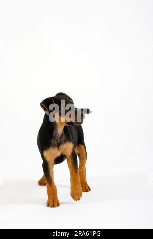 Deutscher Jagdterrier, Welpe, 8 Wochen Stockfoto