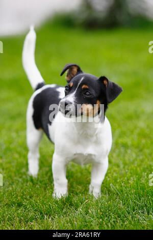 Jack Russell Terrier, Hündchen, 4 Monate, dreifarbig Stockfoto