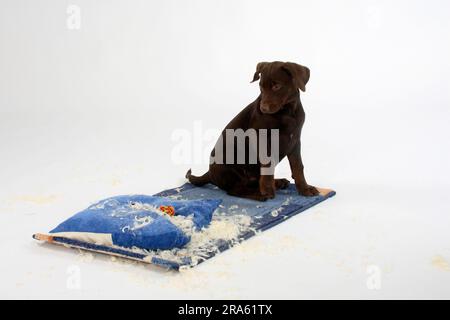 Labrador Retriever, 11 Wochen, braun, zerrissenes Kissen, unartig Stockfoto