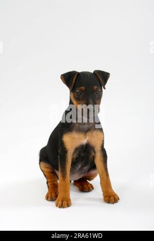 Deutscher Jagdterrier, Welpe, 8 Wochen Stockfoto