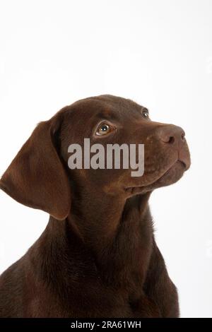 Labrador Retriever, 11 Wochen, braun Stockfoto