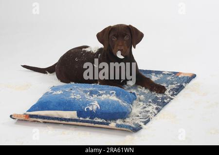 Labrador Retriever, 11 Wochen, braun, hat ein zerrissenes Kissen, unartig Stockfoto