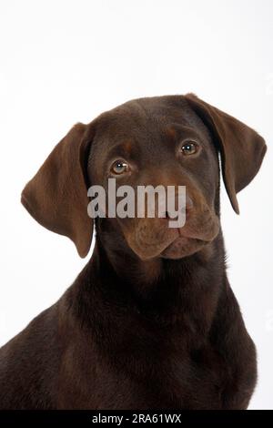 Labrador Retriever, 11 Wochen, braun Stockfoto