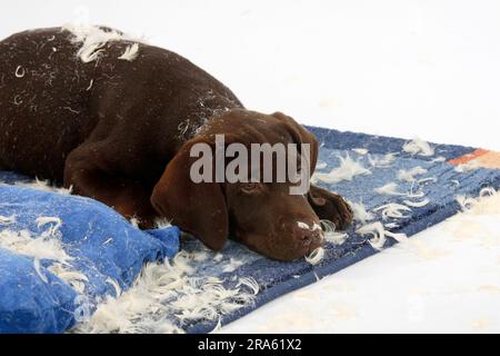 Labrador Retriever, 11 Wochen, braun, hat ein zerrissenes Kissen, unartig Stockfoto