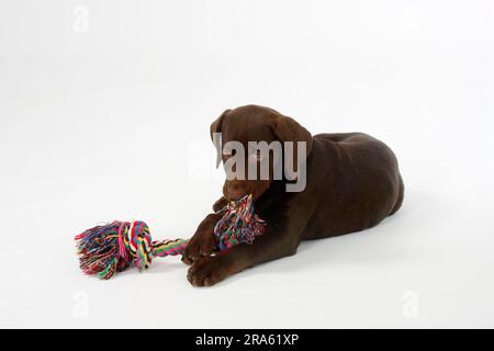 Labrador Retriever, 11 Wochen, braun, Spielseil, Spielzeug Stockfoto