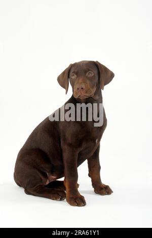 Labrador Retriever, 11 Wochen, braun Stockfoto