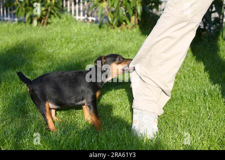 Deutsche Jagdterrier, Hündchen, 8 Wochen, Beißhose Stockfoto