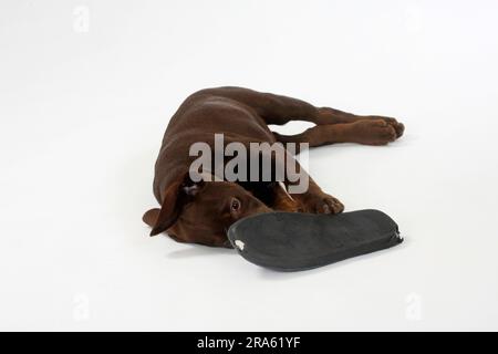 Labrador Retriever, 11 Wochen, braun, spielt mit Hausschuhen Stockfoto