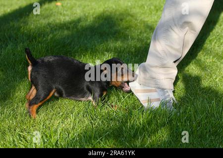 Deutscher Jagdterrier, Welpe, 8 Wochen, beißt Schuh Stockfoto