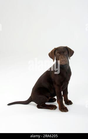 Labrador Retriever, 11 Wochen, braun Stockfoto