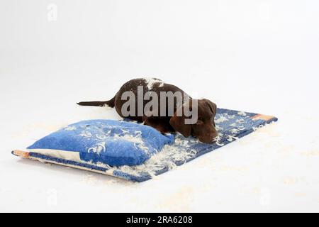 Labrador Retriever, 11 Wochen, braun, hat ein zerrissenes Kissen, unartig Stockfoto