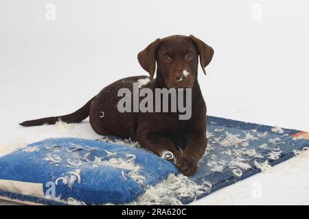 Labrador Retriever, 11 Wochen, braun, hat ein zerrissenes Kissen, unartig Stockfoto