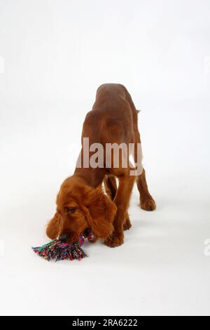 Irish Setter, Hündchen, 13 Wochen, mit Spielzeug/Irish Red Setter Stockfoto