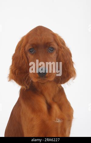 Irischer Setter, Welpe, 13 Wochen, irischer Setter, irischer roter Setter Stockfoto