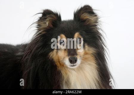 Sheltie, 10 Jahre alt, Shetland Sheepdog Stockfoto