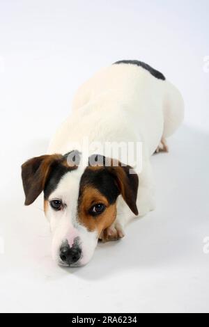 Jack Russell Terrier Stockfoto