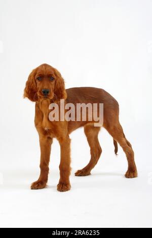 Irischer Setter, Welpe, 13 Wochen, irischer Setter, irischer roter Setter Stockfoto