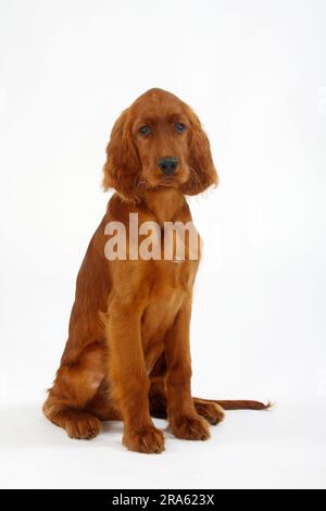 Irischer Setter, Welpe, 13 Wochen, irischer Setter, irischer roter Setter Stockfoto