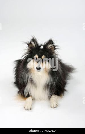 Sheltie, 10 Jahre alt, Shetland Sheepdog Stockfoto