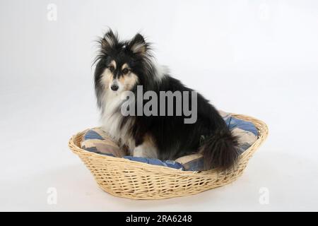 Sheltie, 10 Jahre alt, im Hundekorb, Shetland Sheepdog Stockfoto