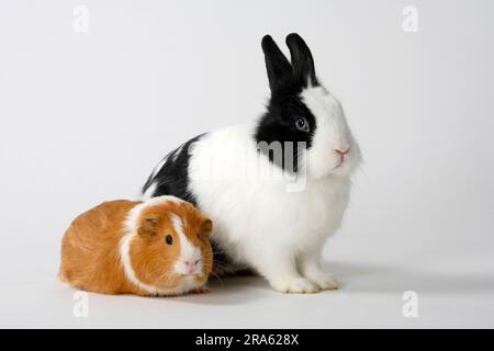 Lion's Mähne Zwergkaninchen, schwarz und weiß, und Meerschweinchen, rot und weiß, Löwenkopfkaninchen, Hauskaninchen, Zwergkaninchen Stockfoto