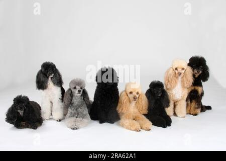 Kleiner Pudel, schwarz, Aprikosenweiß, silber, schwarz-braun, Aprikose und Harlekin, Pudel Stockfoto