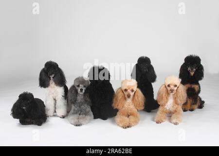 Kleiner Pudel, schwarz, Aprikosenweiß, silber, schwarz-braun, Aprikose und Harlekin, Pudel Stockfoto