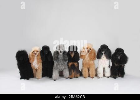 Kleiner Pudel, schwarz, Aprikosenweiß, silber, schwarz-braun, Aprikose und Harlekin, Pudel Stockfoto