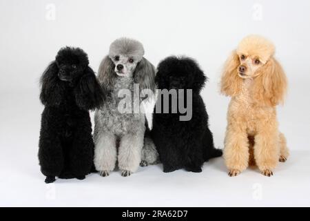 Kleiner Pudel, schwarz, silber und Aprikose, Pudel Stockfoto