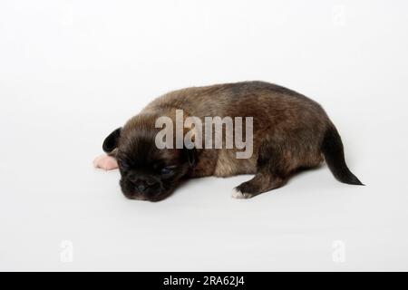 Tibetanischer Spaniel, Hündchen, 14 Tage Stockfoto