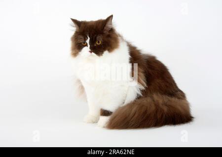 Britische Longhair-Katze, schokoladenweiß, Highlander, Lowlander, Britanica, BH Stockfoto