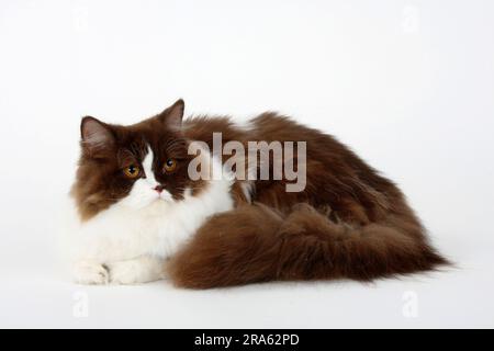 Britische Longhair-Katze, schokoladenweiß, Highlander, Lowlander, Britanica, BH Stockfoto