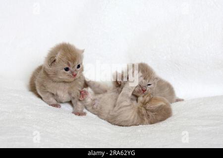 Britische Longhair-Katzen, Kätzchen, 18 Tage, Britische Longhair-Katze, Highlander, Little Landern, Britanica, BLH Stockfoto