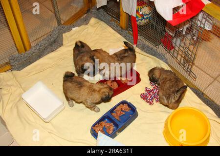 Welpen, 5 Wochen, in Hundehalle, Tibet Spaniel, Laufstall Stockfoto