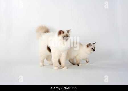 Birmankatzen, männlich, Flieder, 7 Monate, und Kätzchen, Seal-Tabby-Point, 13 Wochen, Heiliger Birman Stockfoto