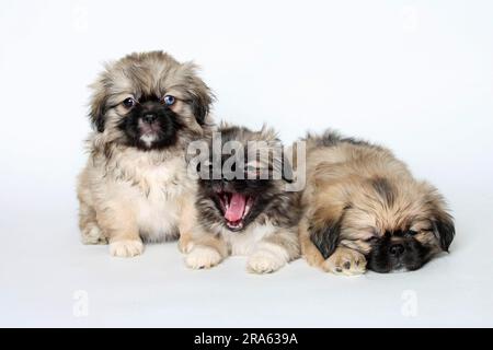 Tibetanischer Spaniel, Welpen, 8 Wochen Stockfoto