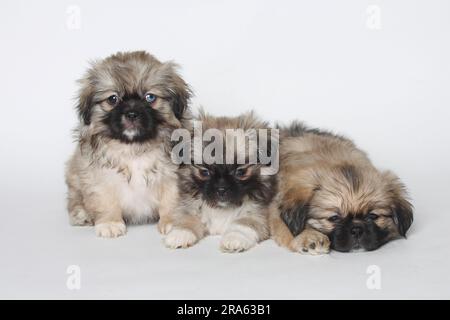 Tibetanischer Spaniel, Welpen, 8 Wochen Stockfoto